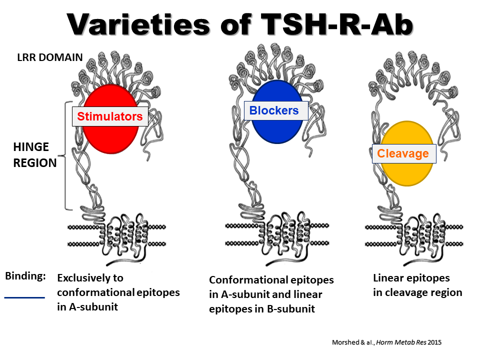 Tsh Receptor Antibodies Relevance And Clinical Utility