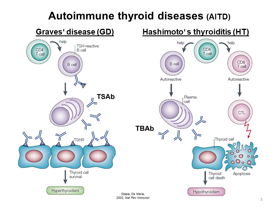 Tsh Receptor Antibodies Clinical Applications And Clinical Relevance 2732