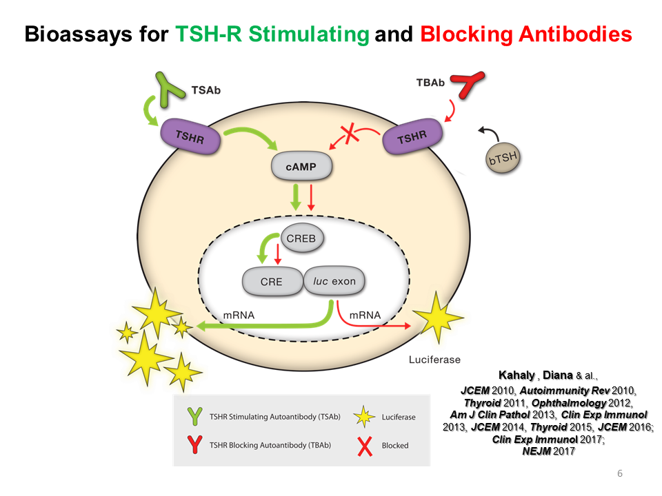 Tsh Receptor Antibodies Clinical Applications And Clinical Relevance