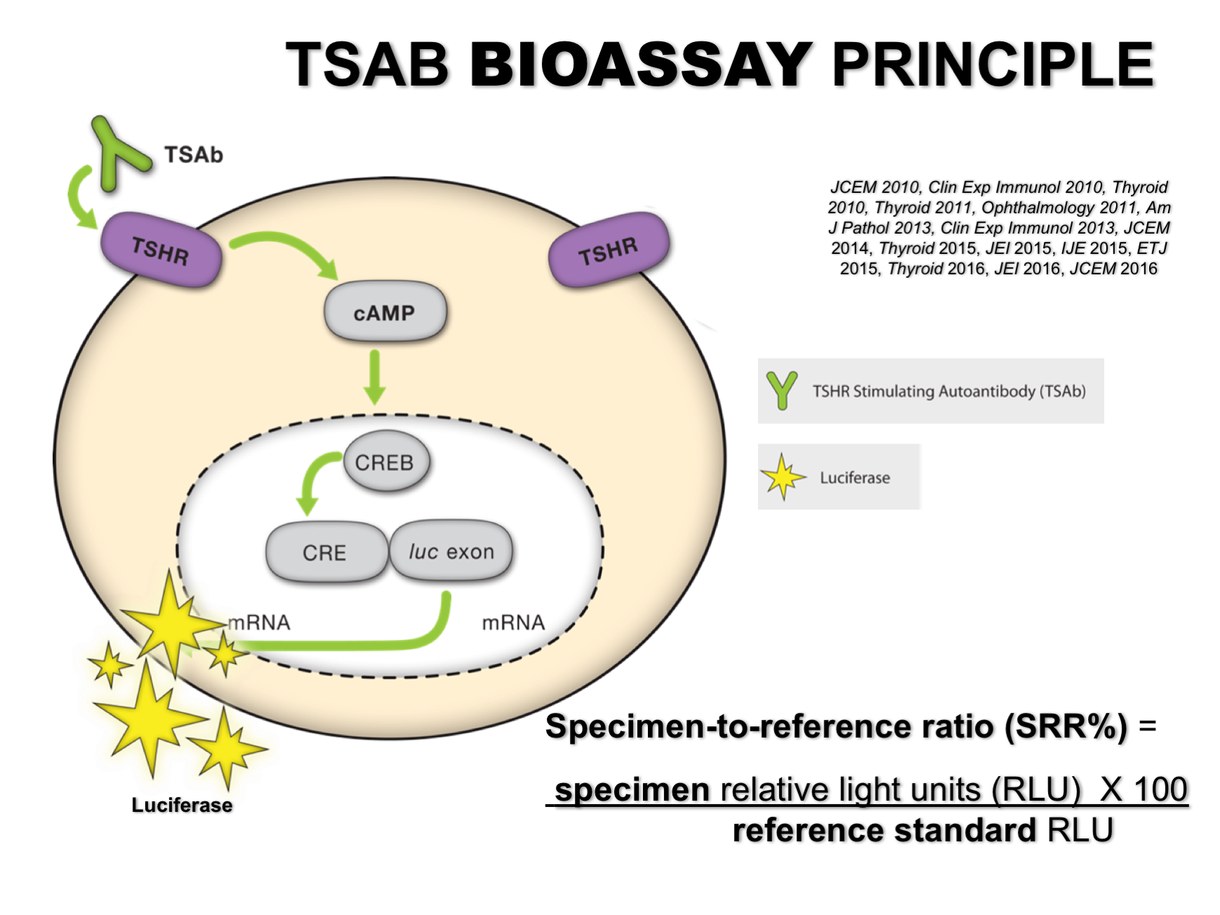 The Role Of Thyroid Stimulating And Thyroid Blocking Antibodies In The ...